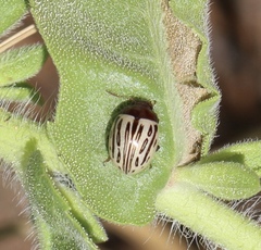 Zygogramma heterothecae