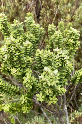 Baccharis uncinella (Baccharis uncinella)
