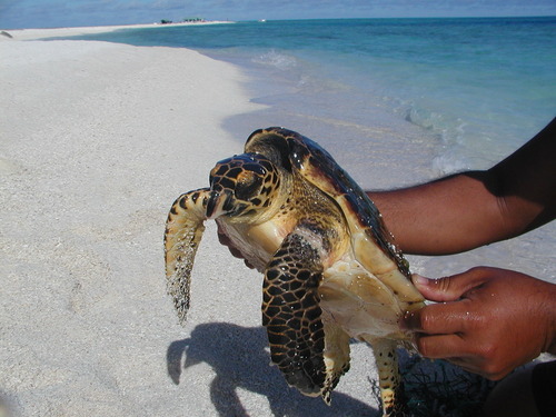 Photo of Hawksbill turtle (Eretmochelys imbricata)