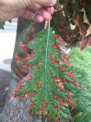 Xylella fastidiosa