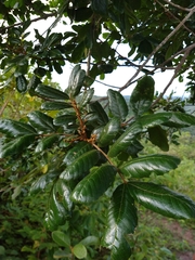 Cupania