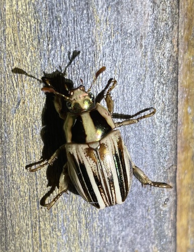 Pelidnota vitticollis