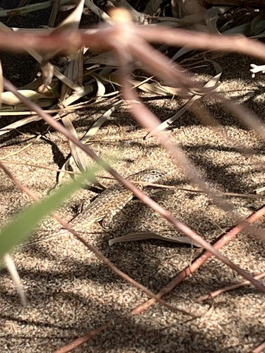 Many-spotted Tree Iguana, Liolaemus multimaculatus
