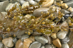 Sargassum sinclairii