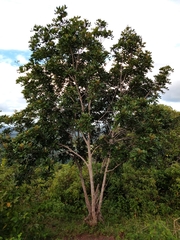 Cupania