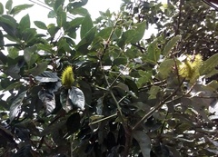 Automeris metzli