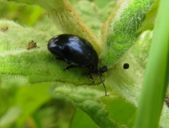 Chrysolina coerulans