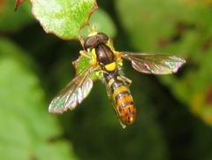 Sphaerophoria rueppellii