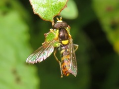 Sphaerophoria rueppellii