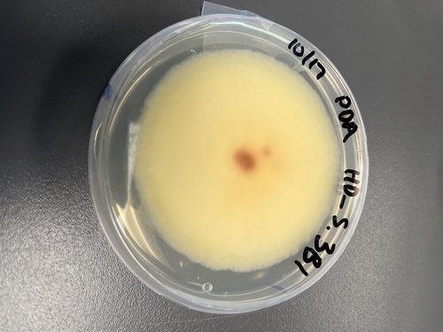 Fusarium graminearum observed 2024-10-30