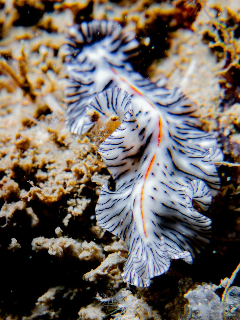 Maritigrella