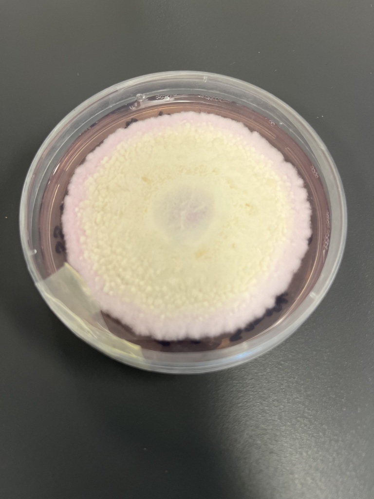 Fusarium incarnatum