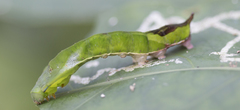 Oxytenis modestia