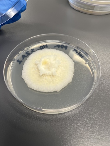 Fusarium graminearum observed 2024-10-30