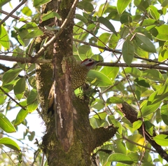 Colaptes rubiginosus