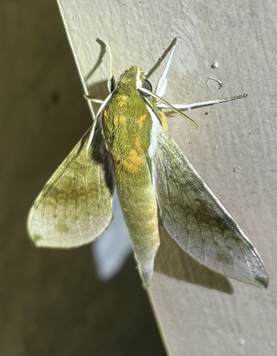 Xylophanes schausi