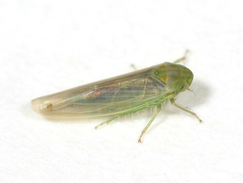 Balclutha incisa observed 2024-10-29