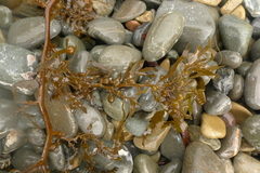 Sargassum sinclairii