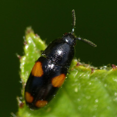 Drapetes quadripustulatus