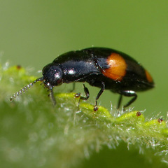 Drapetes quadripustulatus