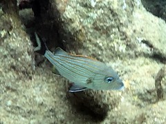 Haemulon carbonarium