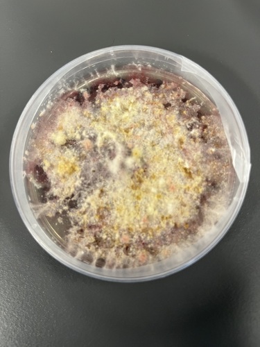 Fusarium graminearum observed 2024-10-30