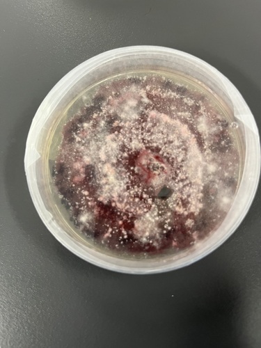 Fusarium graminearum observed 2024-10-30