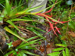 Tillandsia standleyi