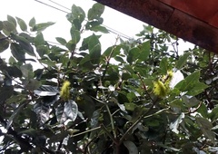 Automeris metzli