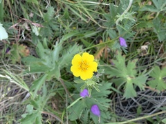 Potentilla glaucophylla