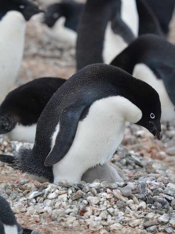 Adelie penguin 様オーダー Adelie penguin 様オーダー