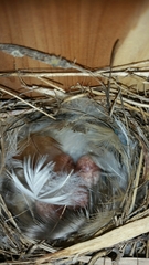 Troglodytes aedon parkmanii