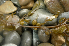 Sargassum sinclairii