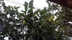 Automeris metzli