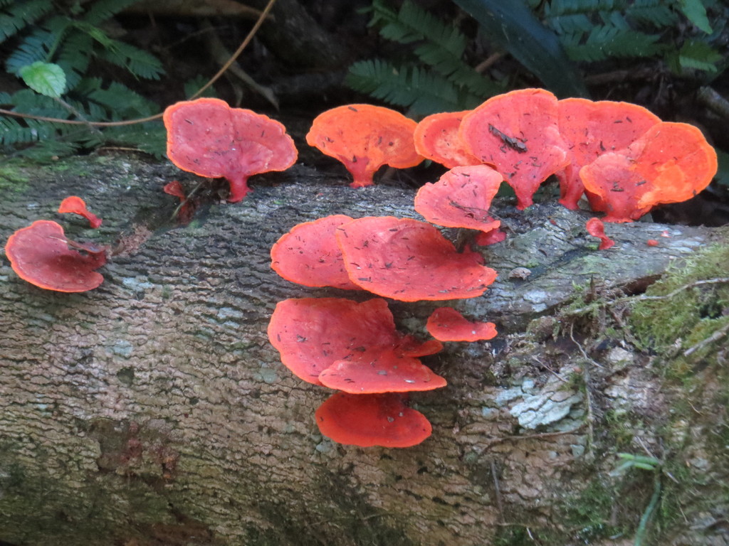 Trametes sanguinea · August 2016 · photo: © diogoluiz (iNaturalist, cc-by)