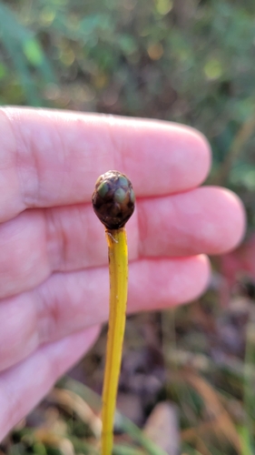 irisleaf yelloweyed grass (Xyris laxifolia)