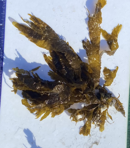Taonia lennebackerae observed 2024-10-17