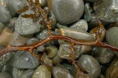 Sargassum sinclairii