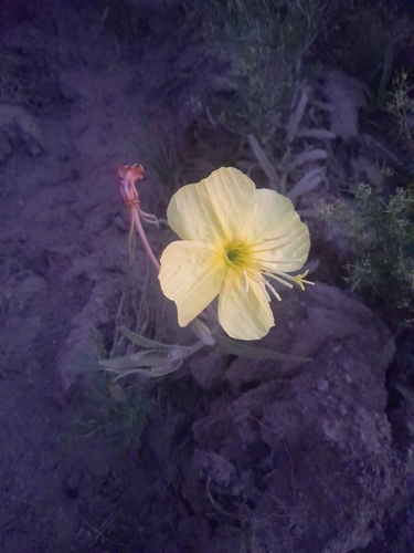 Image of Oenothera affinis by (c) florsoteras, some rights reserved (CC BY)