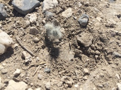 Dasymutilla pseudopappus