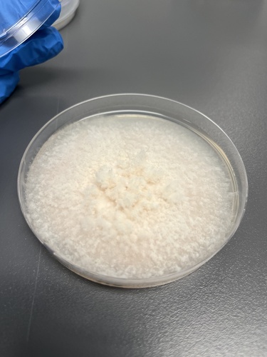 Fusarium graminearum observed 2024-10-30