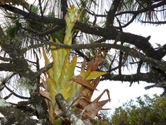 Catopsis hahnii