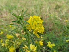 Medicago falcata