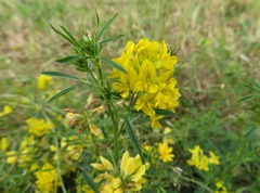 Medicago falcata