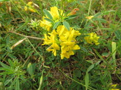 Medicago falcata