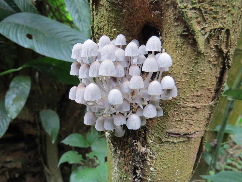 Coprinellus disseminatus · October 2013 · photo: © diogoluiz (iNaturalist, cc-by)