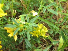 Medicago falcata