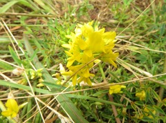Medicago falcata