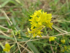 Medicago falcata
