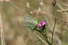 Gonepteryx cleopatra